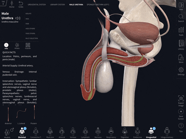 Switching between Male anatomy and Female anatomy in the Complete Anatomy app