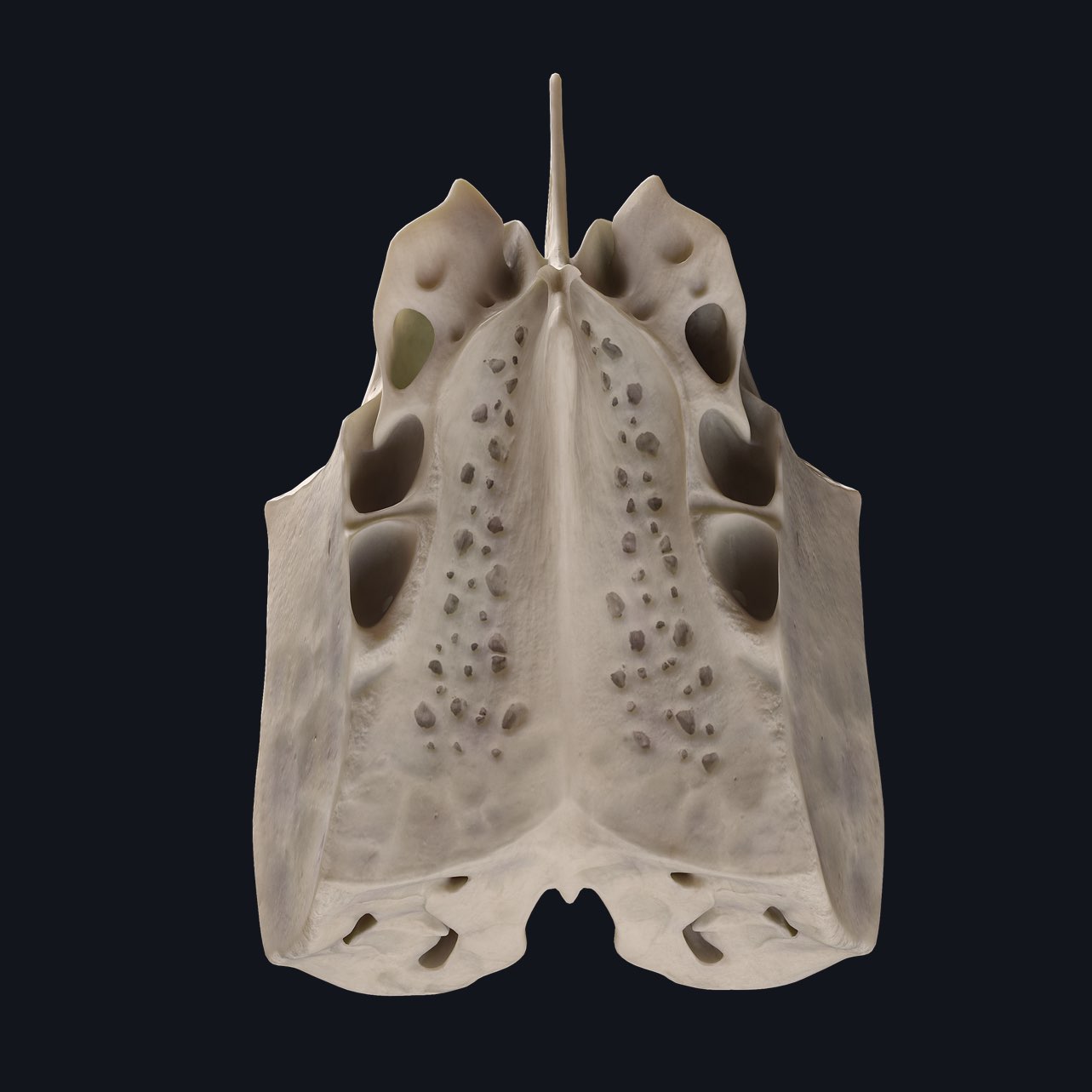 ethmoid bone