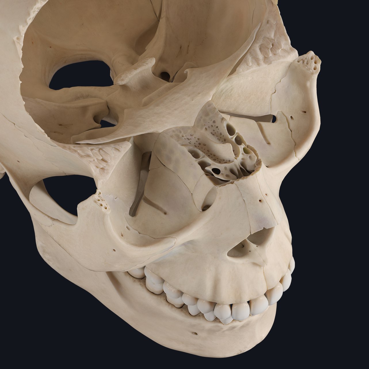 sphenoid sinus skull