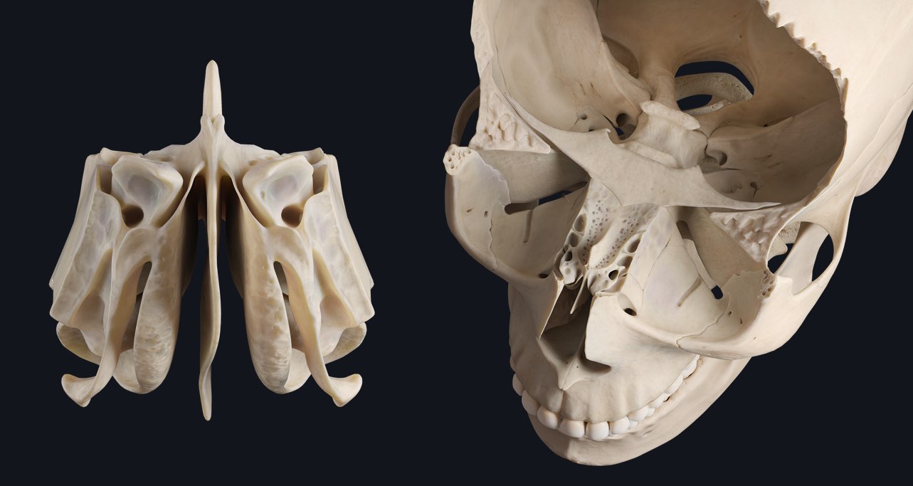 Ethmoid Bone Location