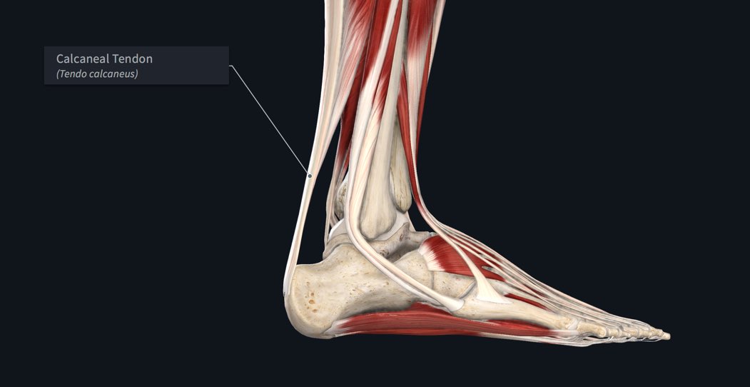 Calcaneal tendon