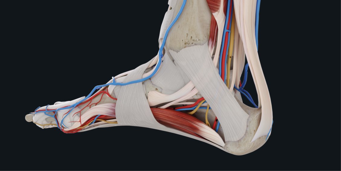 foot bones diagram