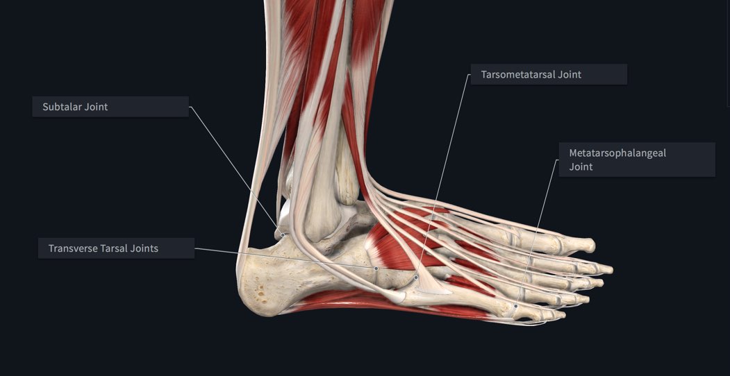 Anatomy of the Foot