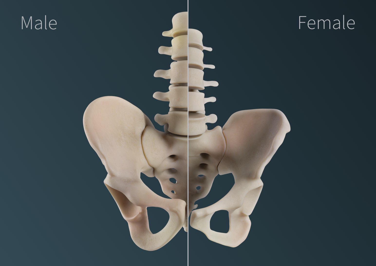 Differences between the male and female bony pelvises