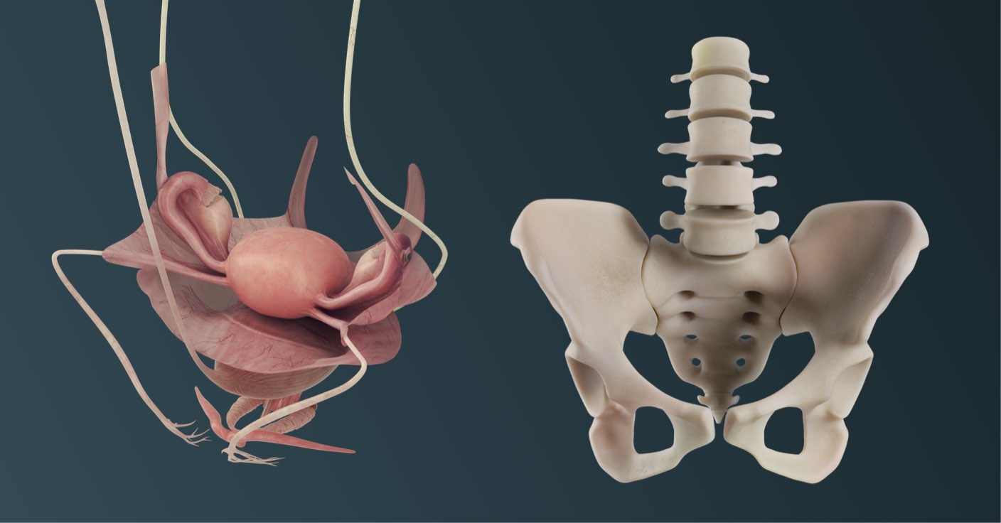 The world's first 3D female anatomy model