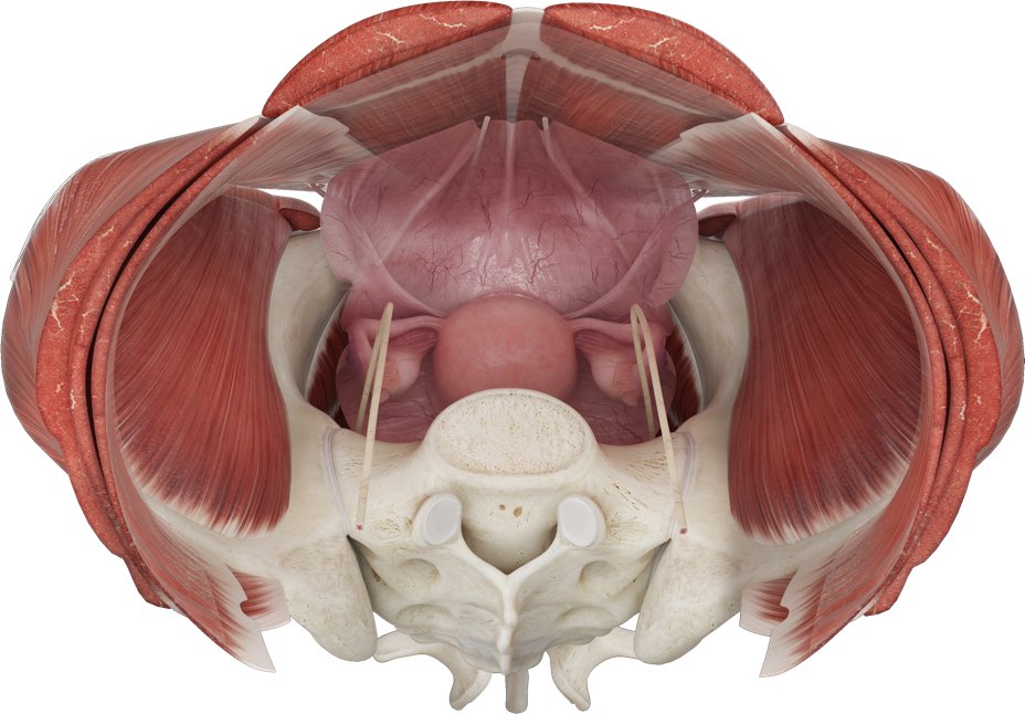 Female model musculoskeletal system