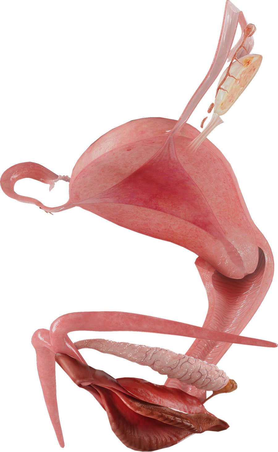 Interior reproductive organs of the female model in Complete Anatomy