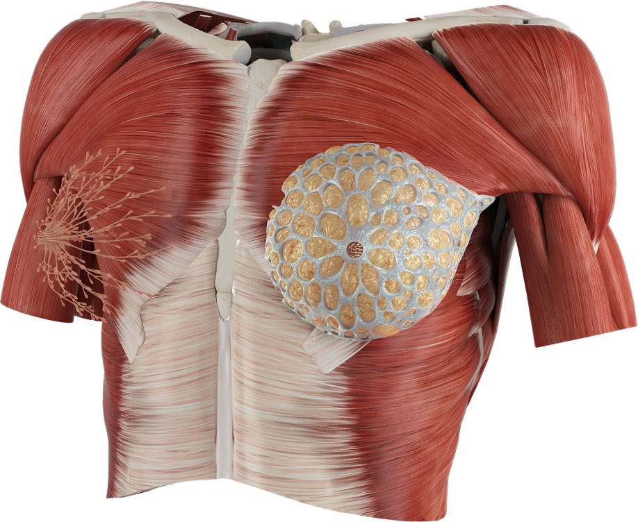 The female thorax in Complete Anatomy