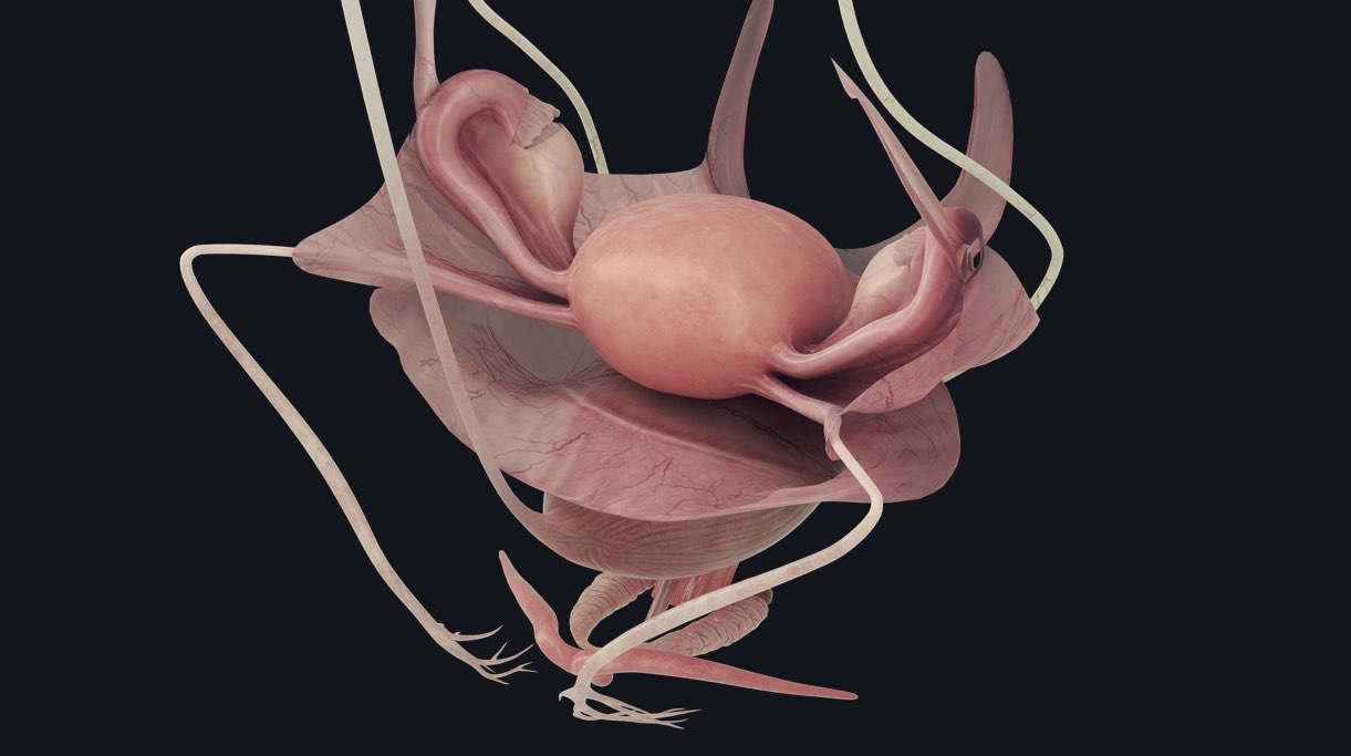 female reproductive system model labeled