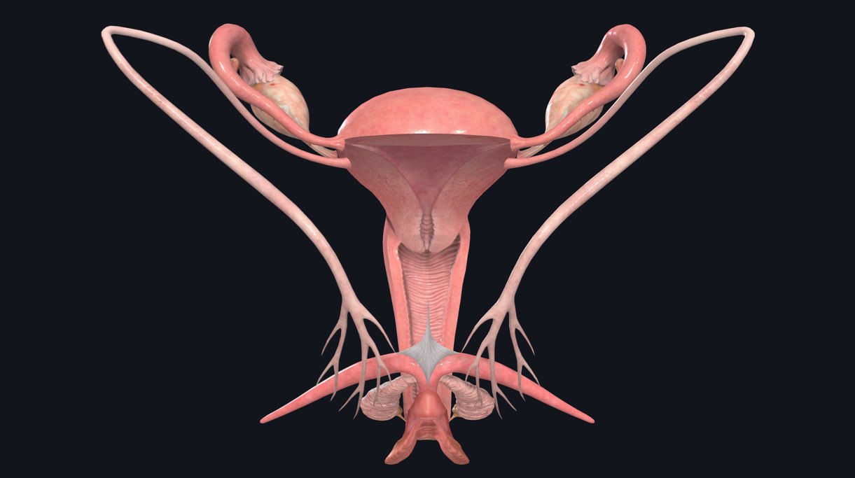 Female reproductive organs. 