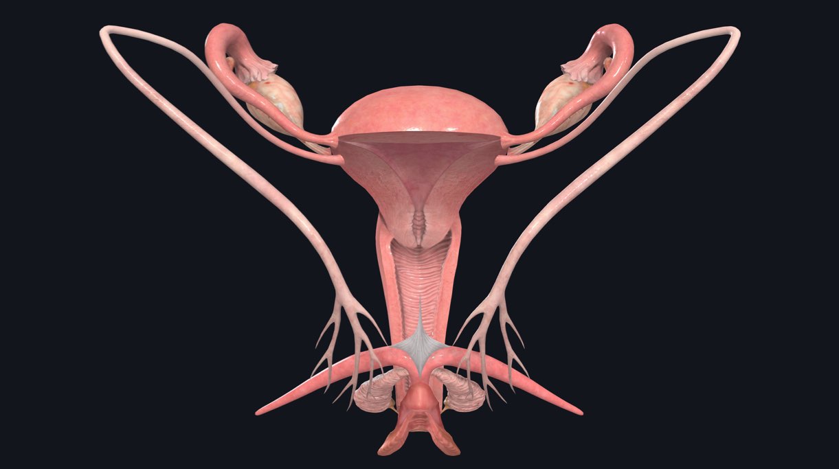 Female Genital Structure Model 4 Partsfemale Genital Organsthe Female Reproductive Organ 