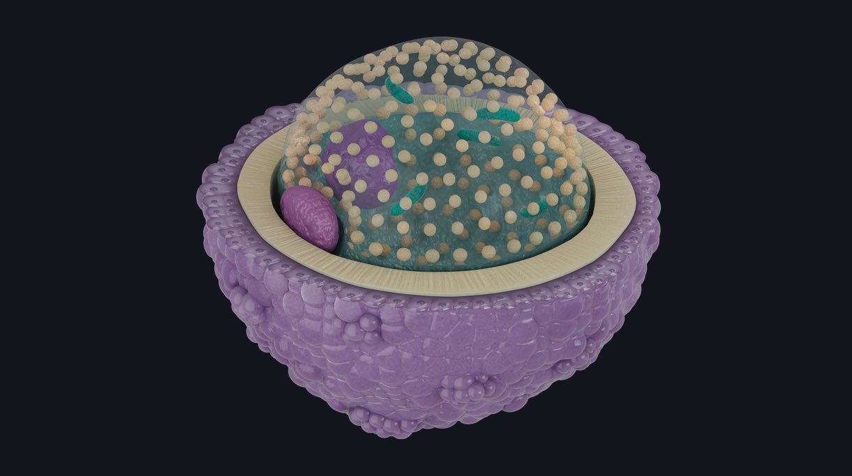 How a zygote is formed