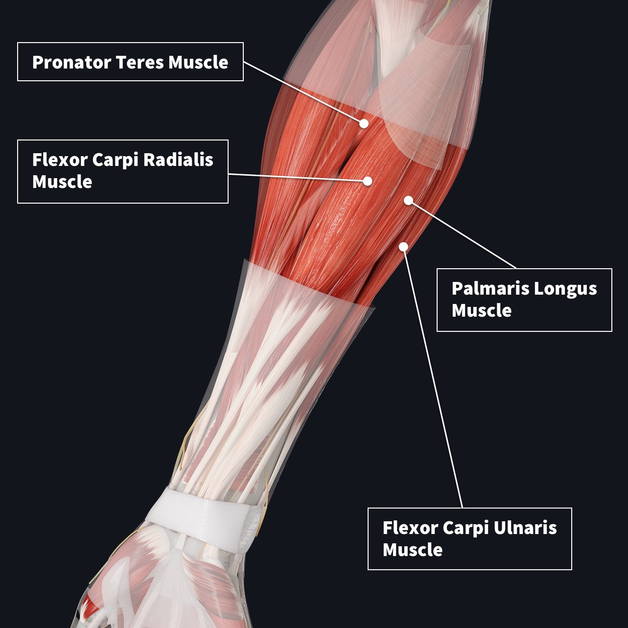 Human Body Forearm Muscles Forearm Muscle Anatomy Muscle Anatomy My 