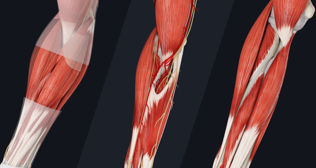 Muscle compartments of the forearm