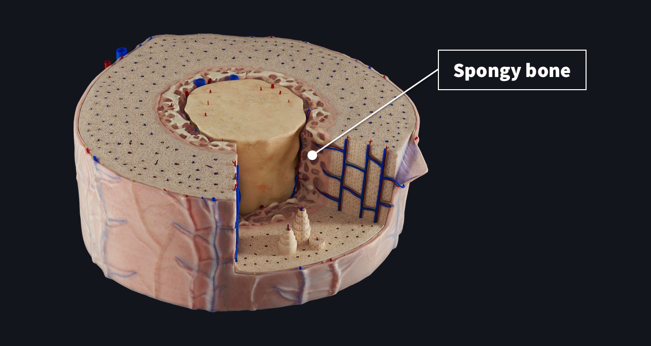 Bone Cross-Section