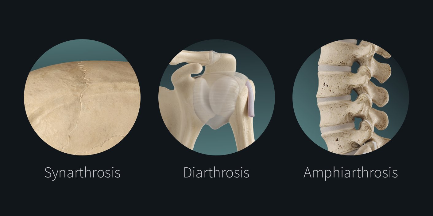 Amphiarthrosis Joint