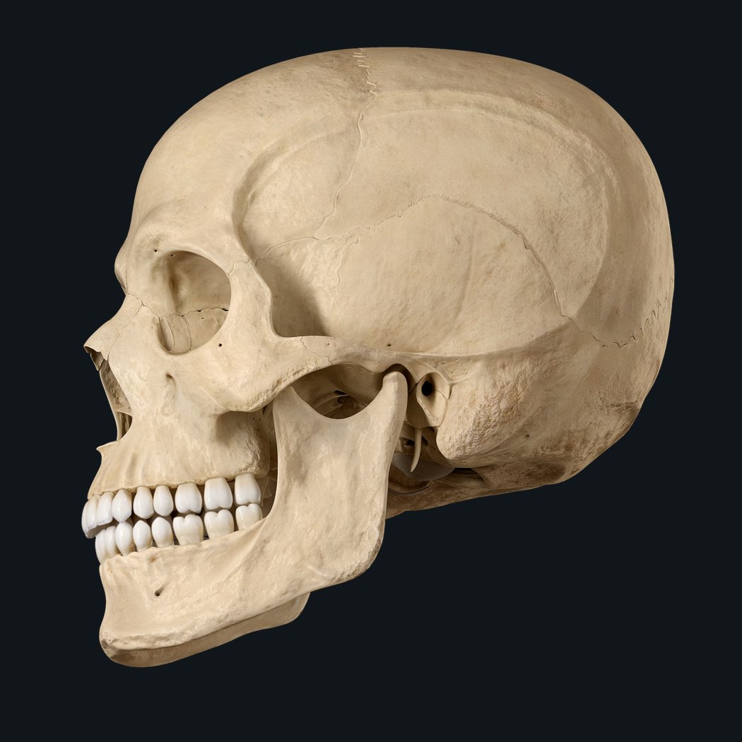 Skull