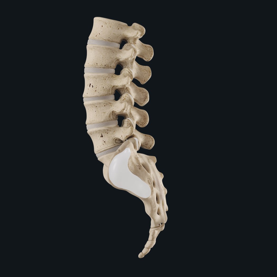 Spine