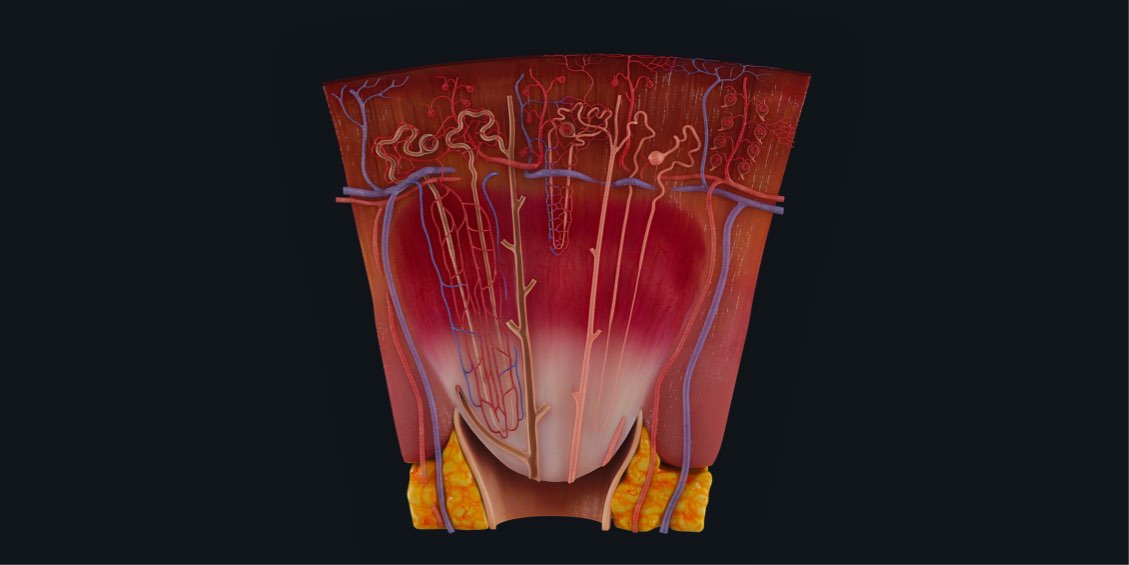 real kidney nephron