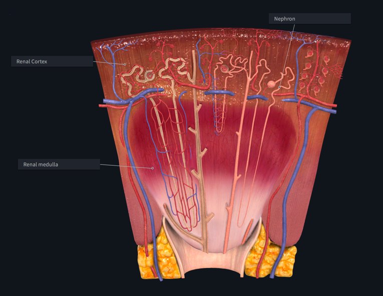 Kidney lobe