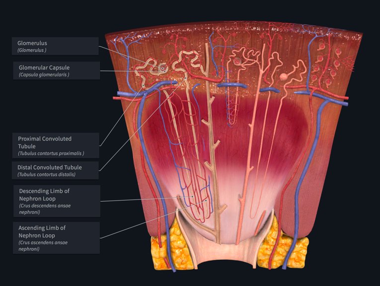 real kidney nephron