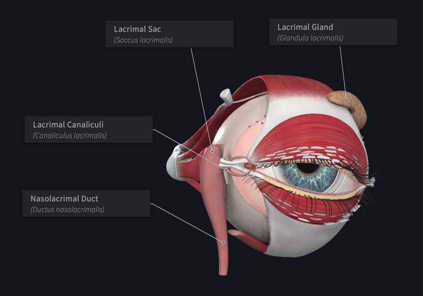 Lacrimal apparatus of the Eye