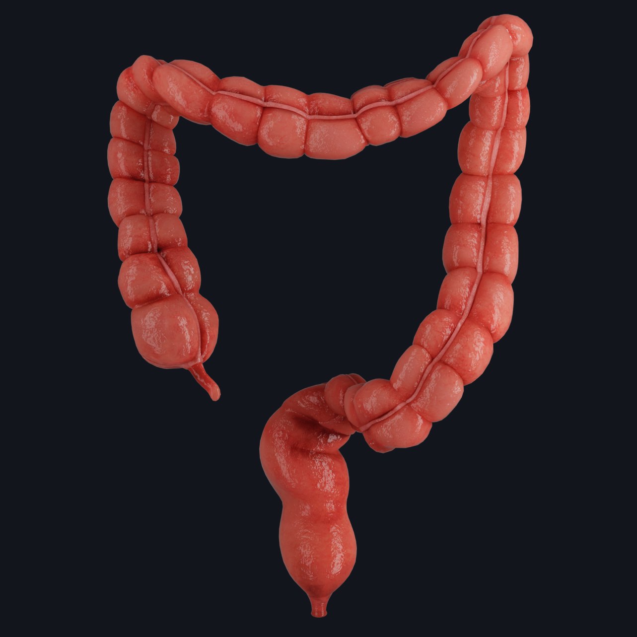 Isolated view of the large intestine showing the appendix, cecum, colon, rectum, and anal canal