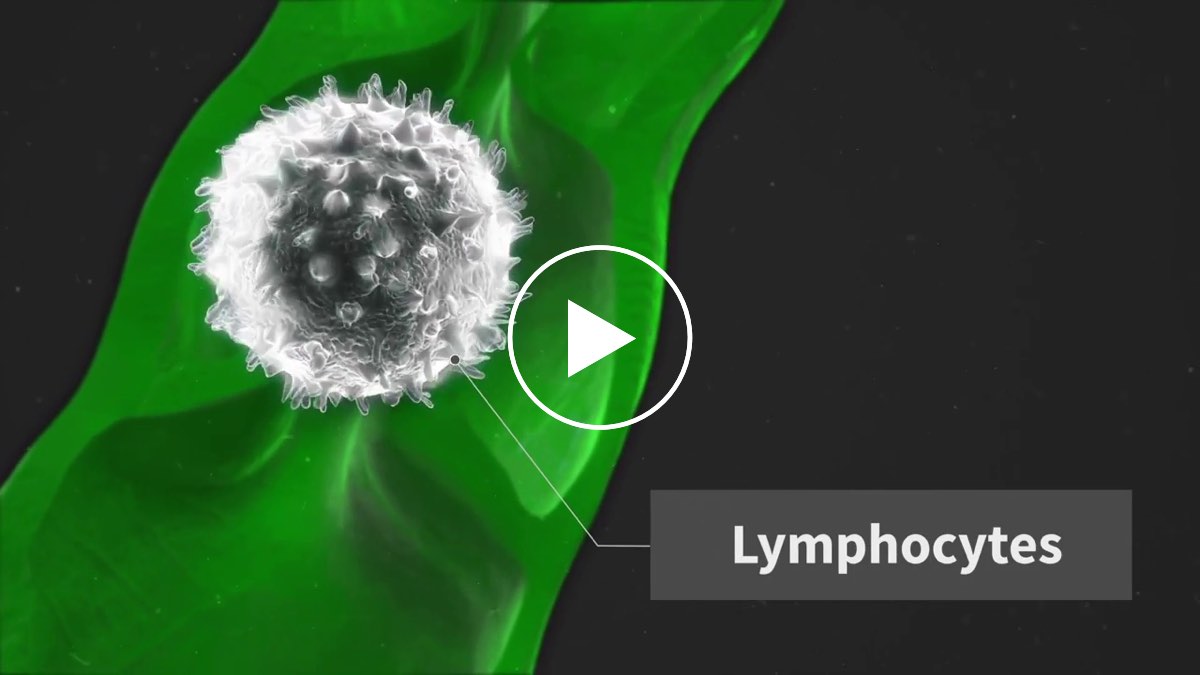 The lymphatic system in 3D