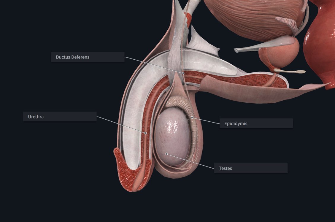 The male reproductive system | Anatomy Snippets | Complete Anatomy