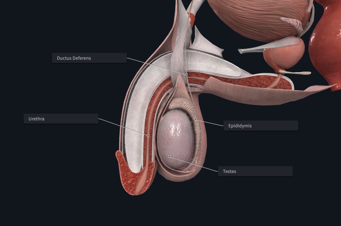 The male reproductive organs, labelled in Complete Anatomy