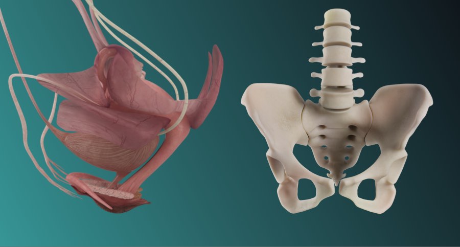 Female pelvic prosection