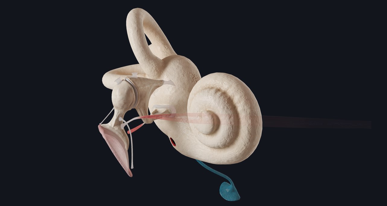 Sneak preview of the inner-ear