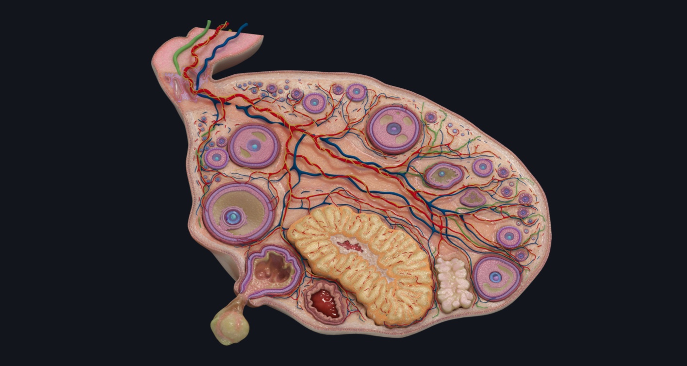 3D model of the ovarian cycle showing the process of oogenesis including the corpus albicans and corpus luteum