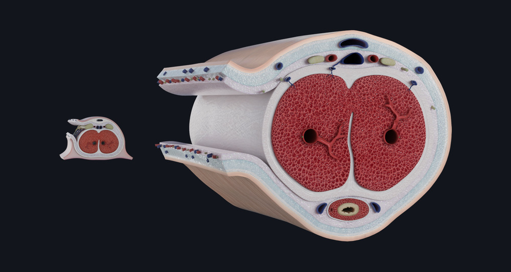 3D model comparing a cross section of the penis with a cross section of the clitoris