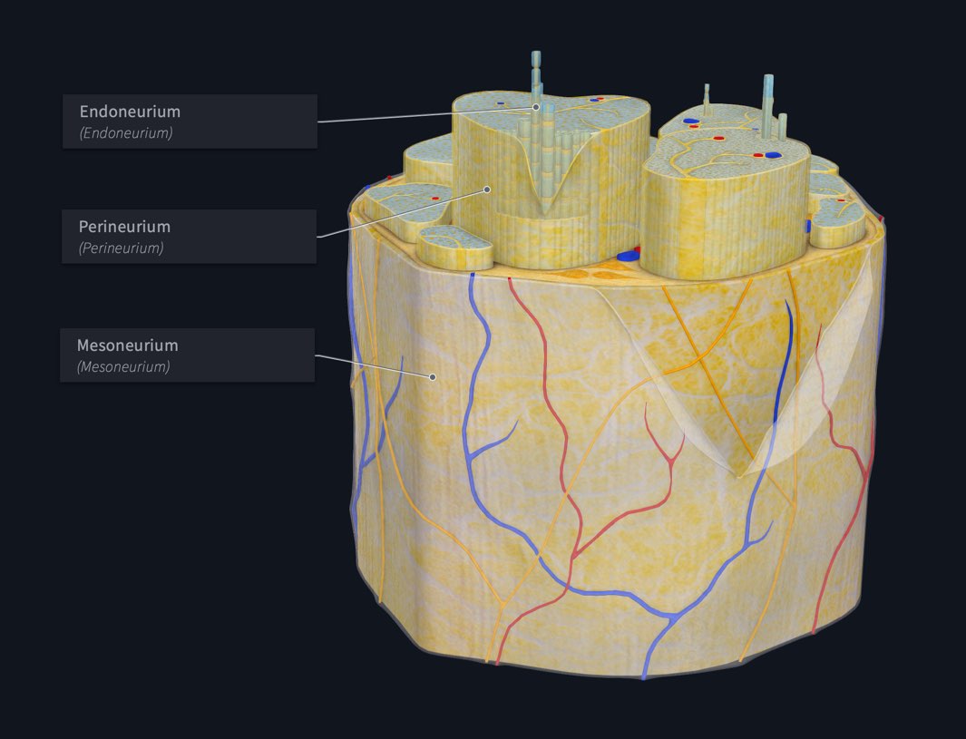 Peripheral nerve