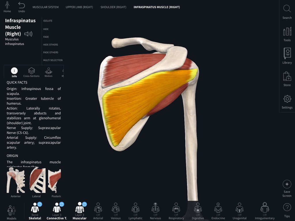 Infraspinatus muscle in Complete Anatomy