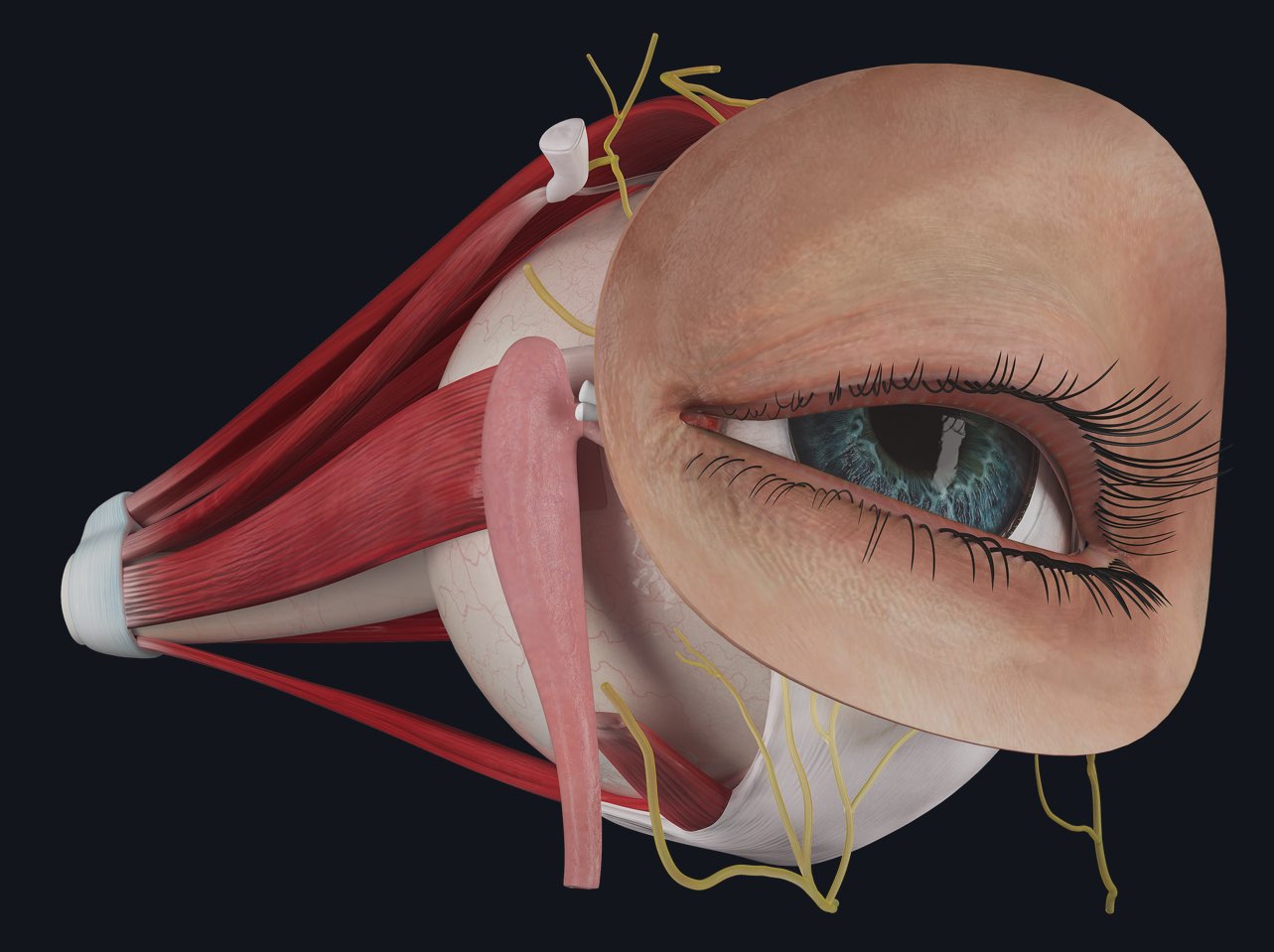 Refractive errors of the eye | Complete Anatomy