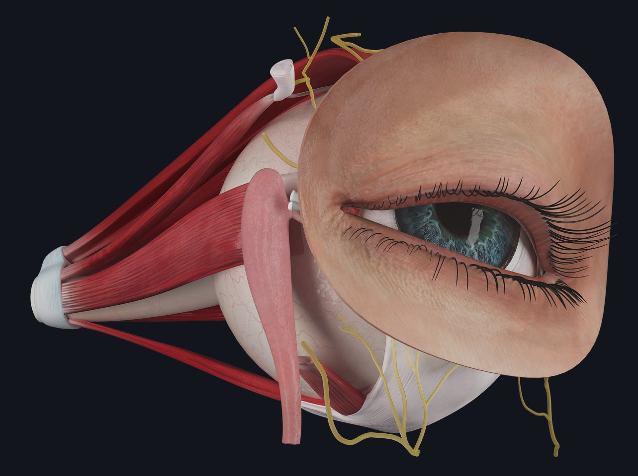 eye detailed model