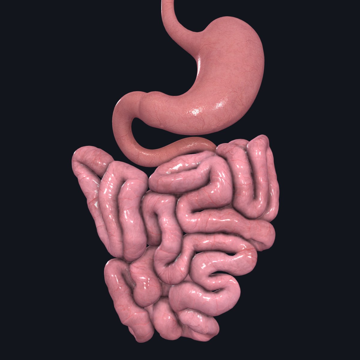 Albums 101+ Images how long is the small intestine in a human Sharp