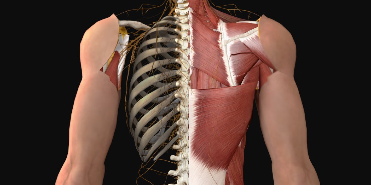 back muscle anatomy