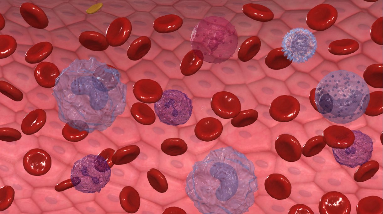 NEW: Blood Microanatomy Model