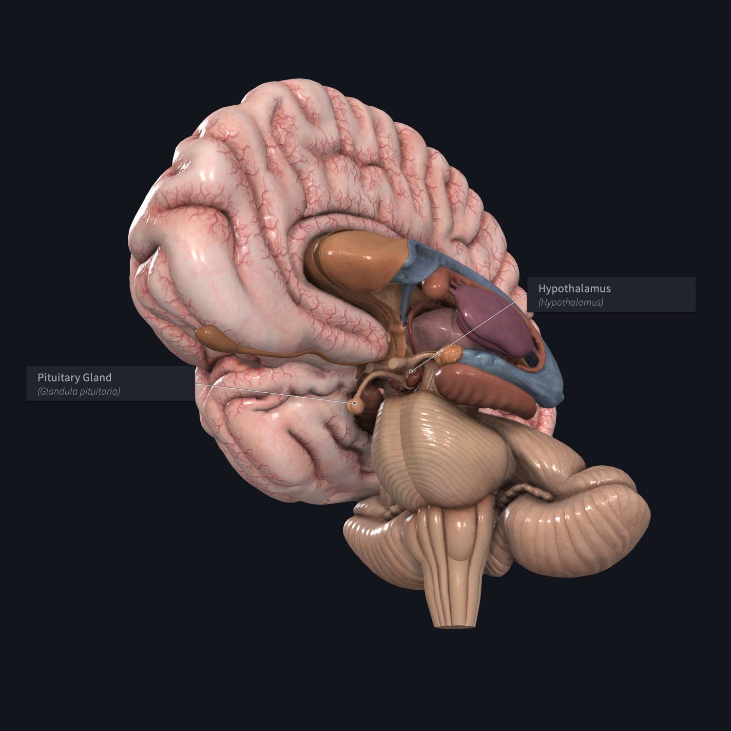 pituitary gland model