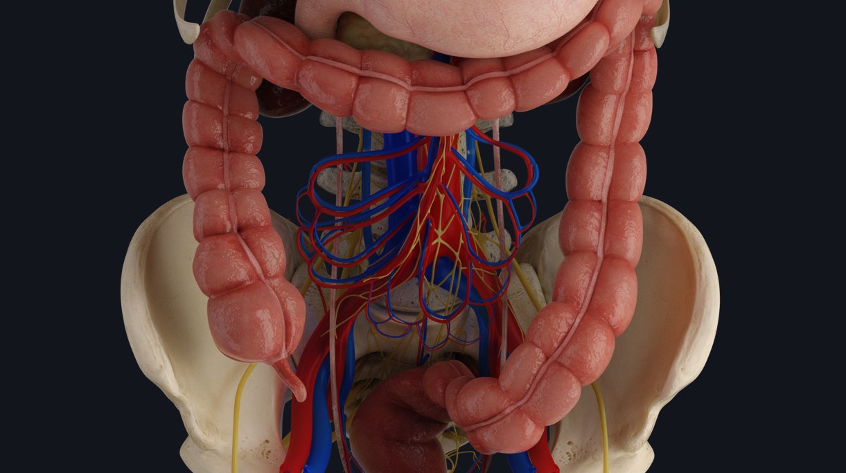 The Large Intestine: Anatomy and 3D Illustrations