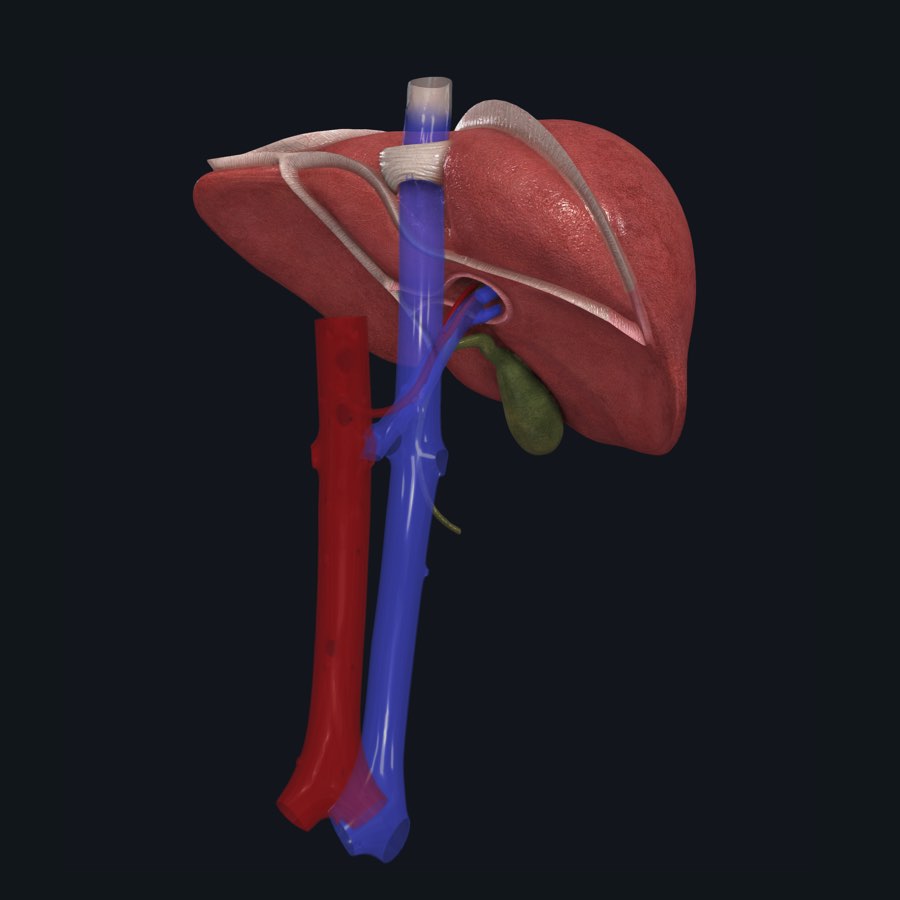 Functions of the Liver | Anatomy Slices