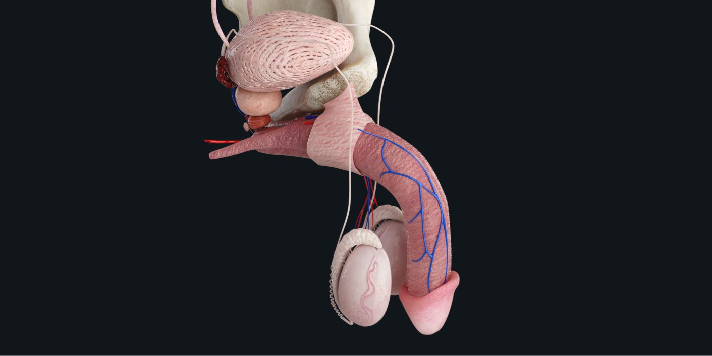 The male reproductive system | Anatomy Snippets