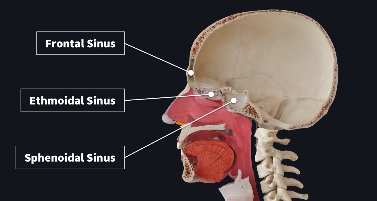 paranasal sinuses skull