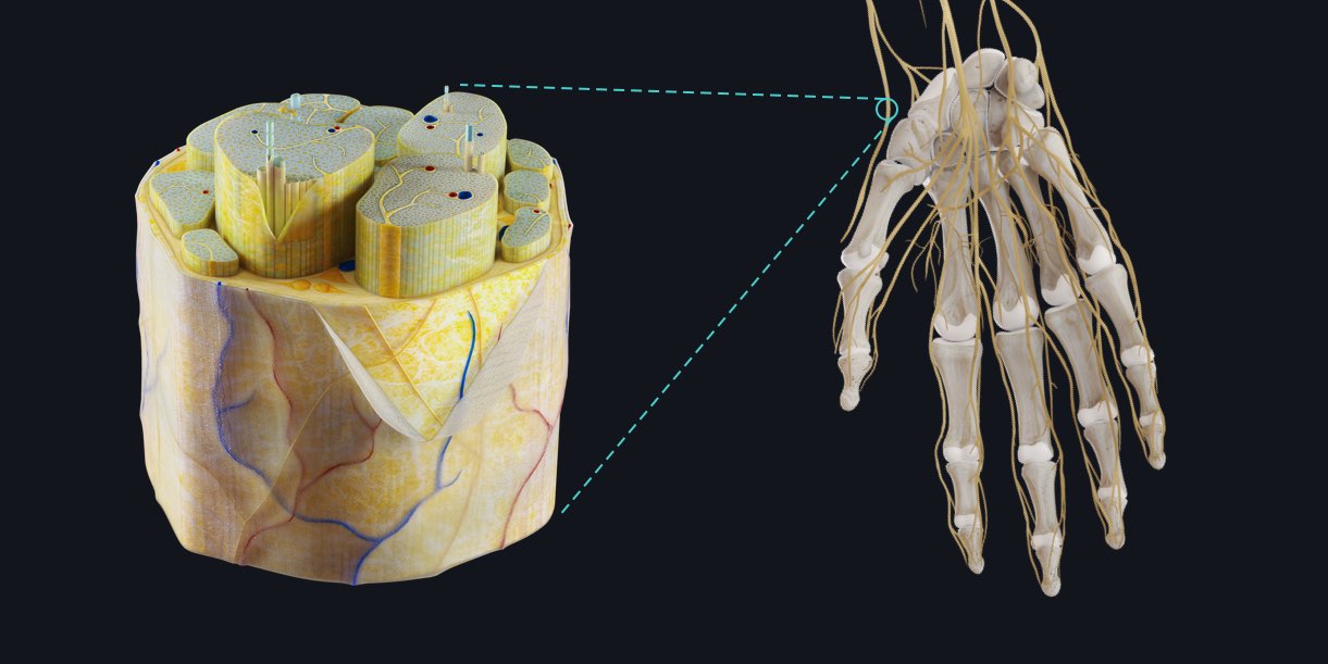 The peripheral nervous system | Anatomy snippets