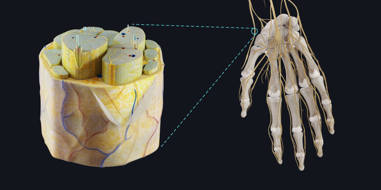 peripheral nervous system 3d