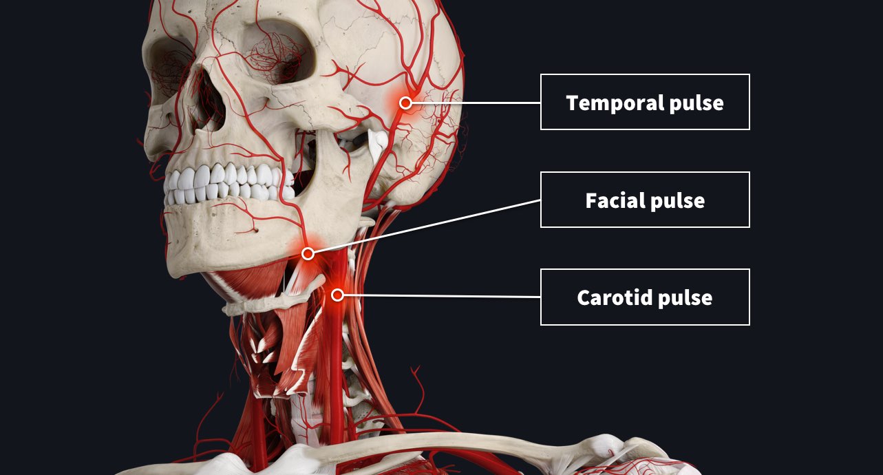 The head and neck with pulse points such as the temporal pulse, facial pulse and carotid pulse labelled