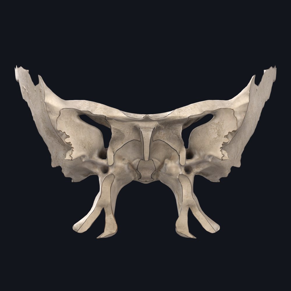 The Sphenoid Bone | Anatomy Snippets